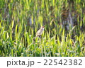 オオヨシキリのさえずり 22542382