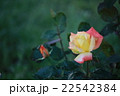 クリーム色のバラ 22542384