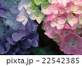 ピンクと紫のアジサイ 22542385