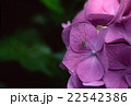 アジサイの花びらに昆虫 22542386