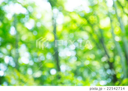 新緑イメージ 合成用背景素材 緑の背景 植物 春 初夏 木漏れ日 緑とコピースペースの写真素材