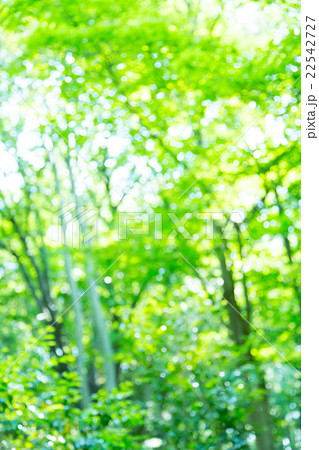 新緑イメージ　合成用背景素材　緑の背景　植物　春　初夏　木漏れ日　緑とコピースペース 22542727