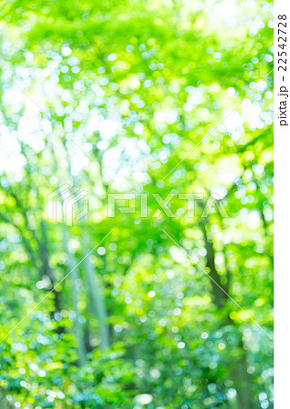 新緑イメージ 合成用背景素材 緑の背景 植物 春 初夏 木漏れ日 緑とコピースペース 新緑イメージ 合成用背景素材 緑の背景 植物 春 初夏 木漏れ日 緑とコピースペース 22542728