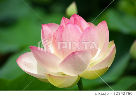 きれいに開いたハスの花 22542760