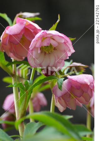 ダブル咲きのクリスマスローズ ダブル咲きのクリスマスローズ 22542761