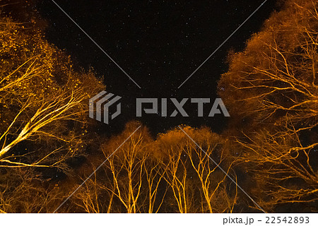森のなかの星空 22542893