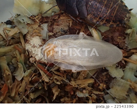 羽化直後のマダラゴキブリ 22543390