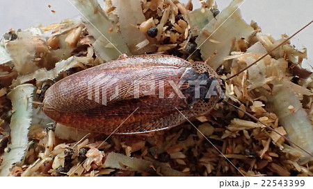 マダラゴキブリ マダラゴキブリ 22543399