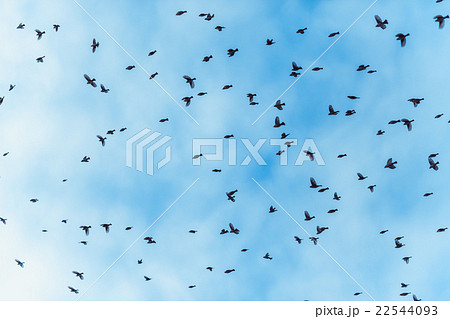 large flock of birds is flying 22544093