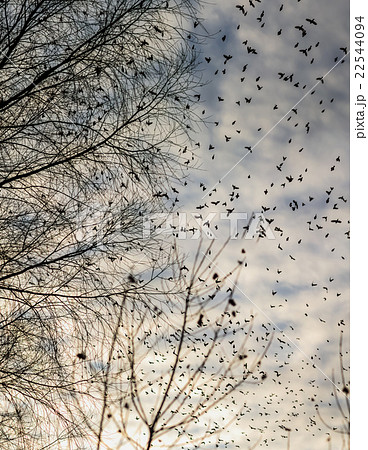 Fall - flock of birds migrating south 22544094