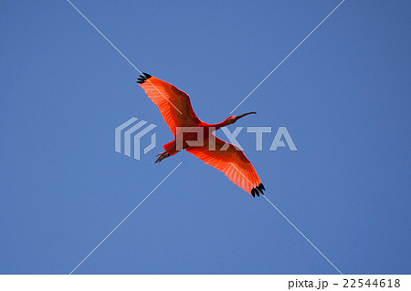 Scarlet Ibis (Eudocimus ruber) Scarlet Ibis (Eudocimus ruber) 22544618