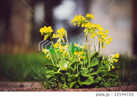 Cowslip Primula veris Yellow spring flower Cowslip Primula veris Yellow spring flower 22544720