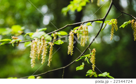 hazel flower 22544724