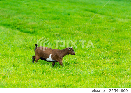 one goatling eating of green grass at farm 22544800
