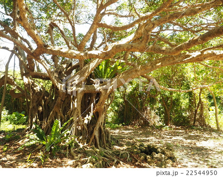 沖縄 竹富島のキジムナーと言う妖精が住むと云われるガジュマルの大木の写真素材