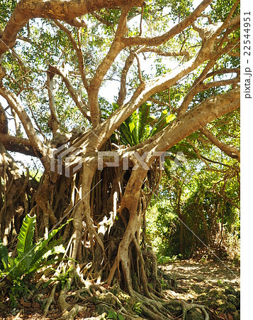 沖縄 竹富島のキジムナーと言う妖精が住むと云われるガジュマルの大木の写真素材