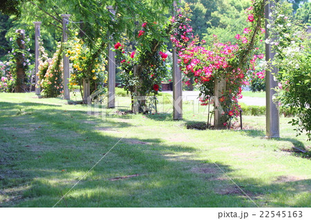 初夏の公園　バラ園 22545163