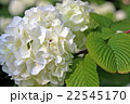 鎌倉長谷寺のあじさい 22545170