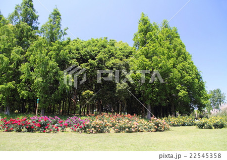 初夏の公園 バラ園 初夏の公園 バラ園 22545358