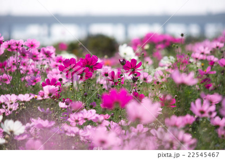 神奈川県平塚市・馬入川沿いのコスモス畑 22545467