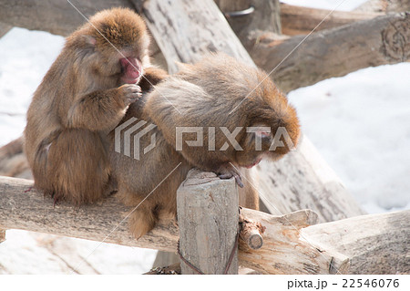 Japanese Snow monkey asleep on the log at hokkaido Japanese Snow monkey asleep on the log at hokkaido 22546076