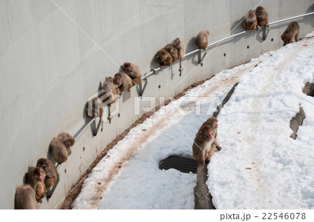 Japanese Snow monkey Macaque asleep at Zoo Japanese Snow monkey Macaque asleep at Zoo 22546078