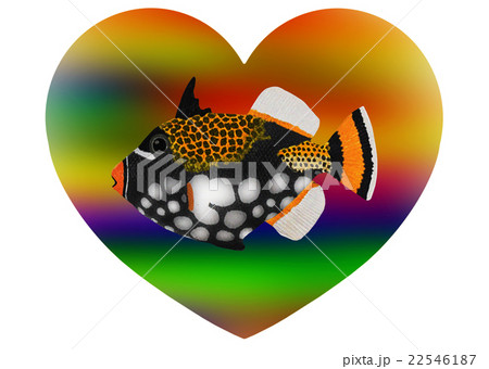 ハートにモンガラカワハギ ハートにモンガラカワハギ 22546187