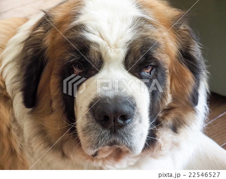 セントバーナード犬の写真素材