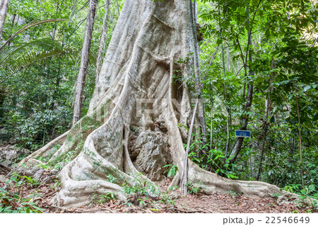 Giant tree Giant tree 22546649