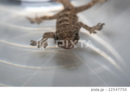 Close up macro Lizard 22547750