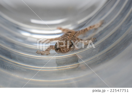 Close up macro Lizard 22547751