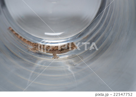 Close up macro Lizard 22547752