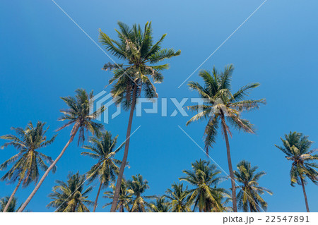 Coconut palm trees 22547891
