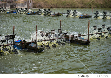 Shrimp farm, Thailand Shrimp farm, Thailand 22547899