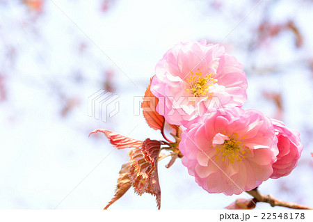 クシロヤエ クシロヤエ 22548178