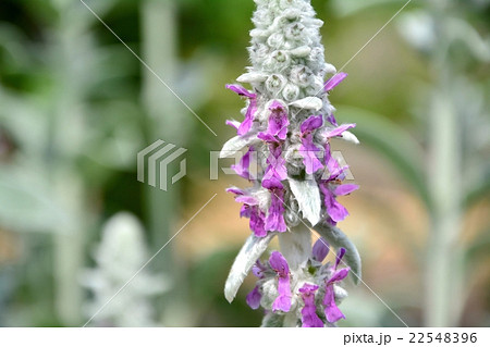 ライズイヤー 22548396