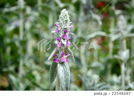 ライズイヤー 22548397