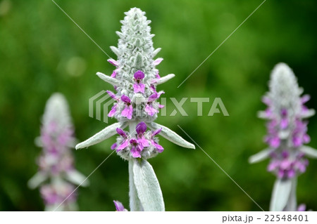 ライズイヤー 22548401