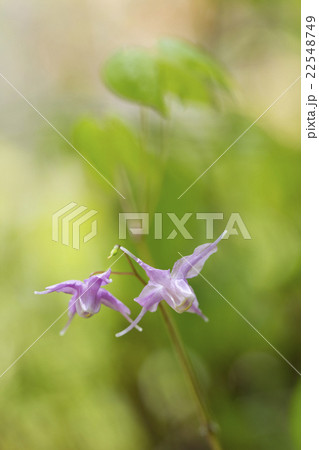 イカリソウ 22548749