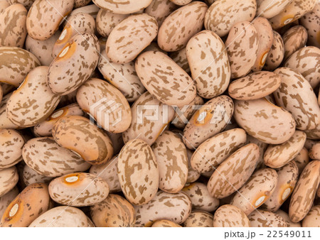 ウズラマメ: Pinto beans 22549011