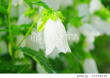 白いホタルブクロ 22549230