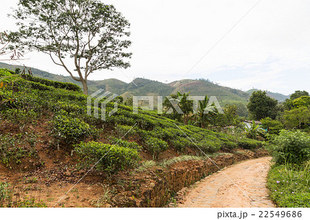 road and tea plantation field on Sri Lanka road and tea plantation field on Sri Lanka 22549686