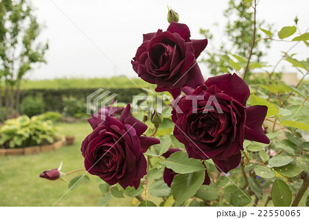 バラ　真夜 22550065