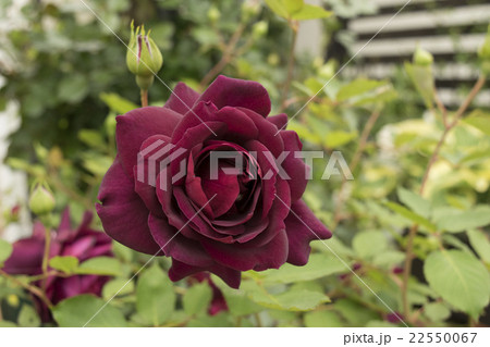 バラ　真夜 22550067