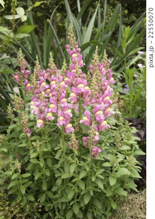 キンギョソウ　宿根 22550070