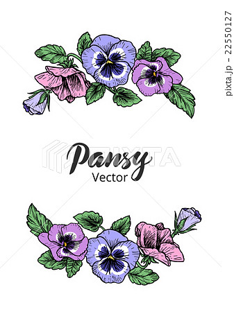 Frame With Hand Drawn Pansy Flowersのイラスト素材
