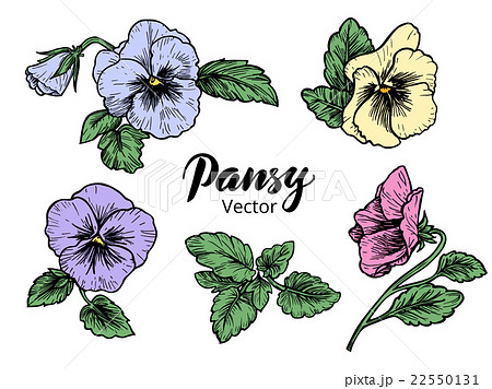 Hand Drawn Pansy Flowersのイラスト素材