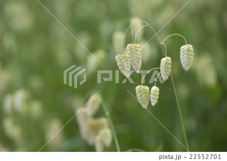 コバンソウ 22552701