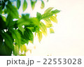 Sunlight And Fresh Green leaves 22553028