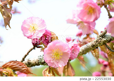 クシロヤエ クシロヤエ 22553030